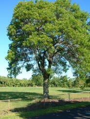 Sandalwood Essential Oil